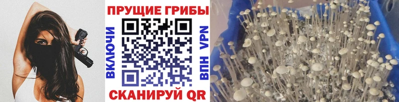 Псилоцибиновые грибы Cubensis  Тимашёвск 